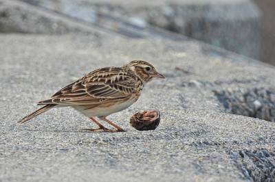 ave que come el interior de una nuez