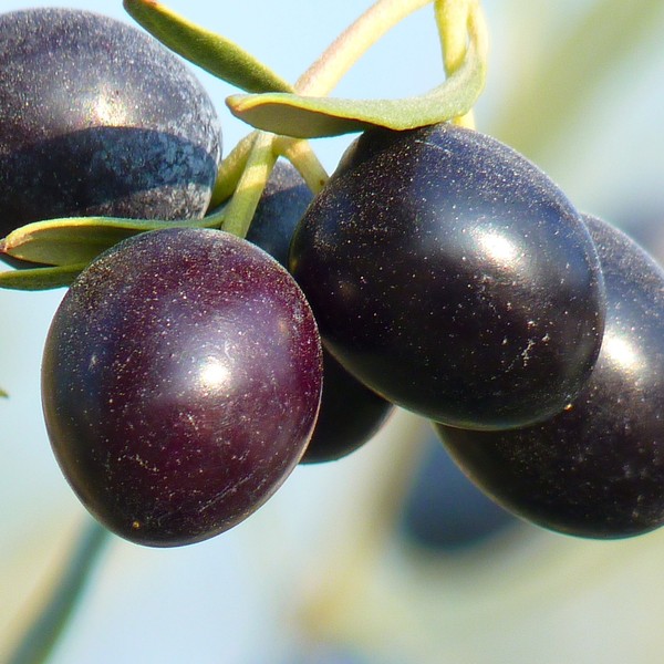 Olives noires