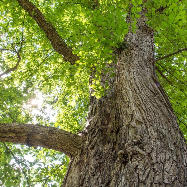 trunk of an elm seen from below