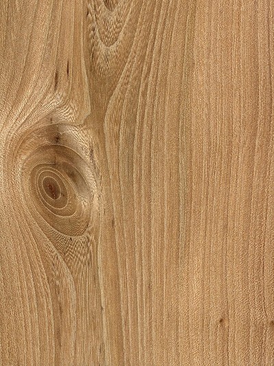 Elm wood