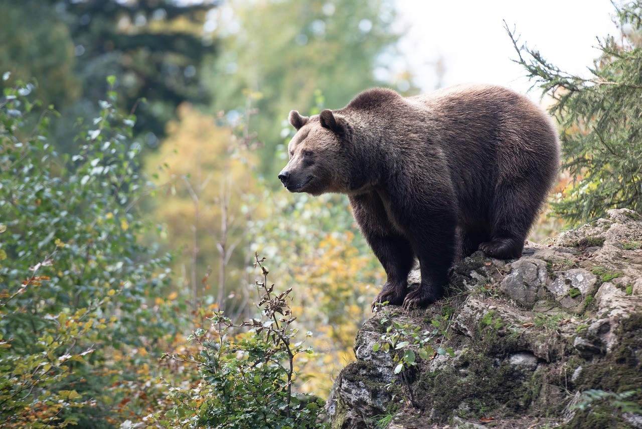 brown bears in the wild