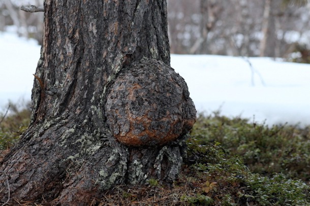 Carving a Kuksa in the Forest - Bushcraft, Axecraft, Buck Saw