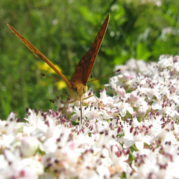 farfalla su fiori di sambuco nano
