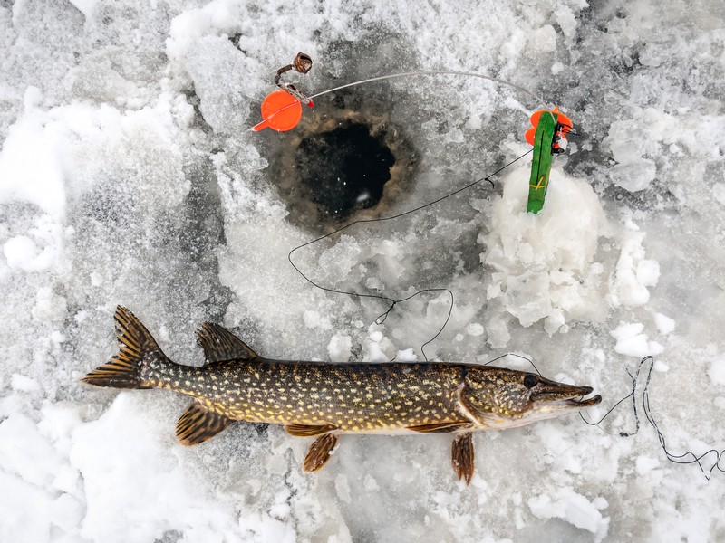 peche blanche brochet
