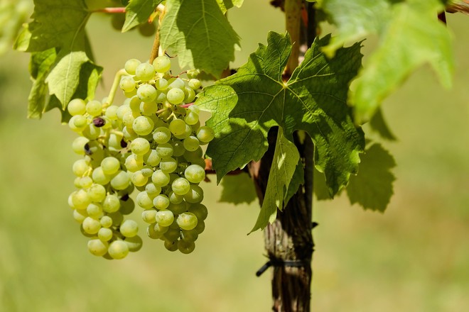bunch of grapes on a vine
