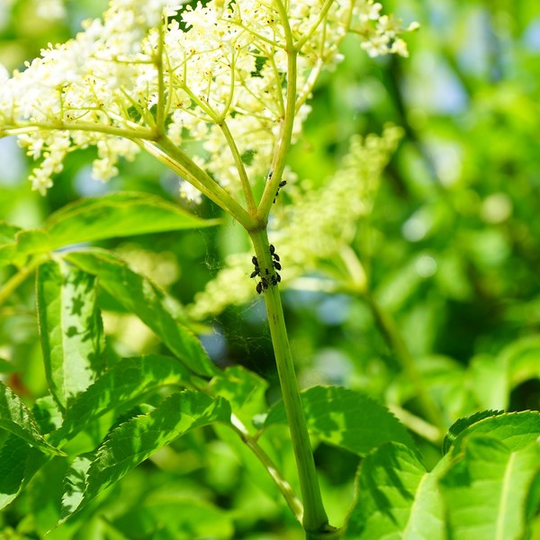 afidi su uno stelo di sambuco bianco del Canada