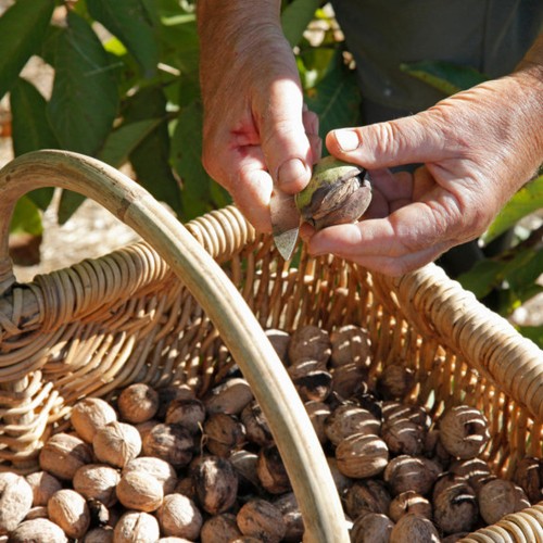recogida manual de nueces
