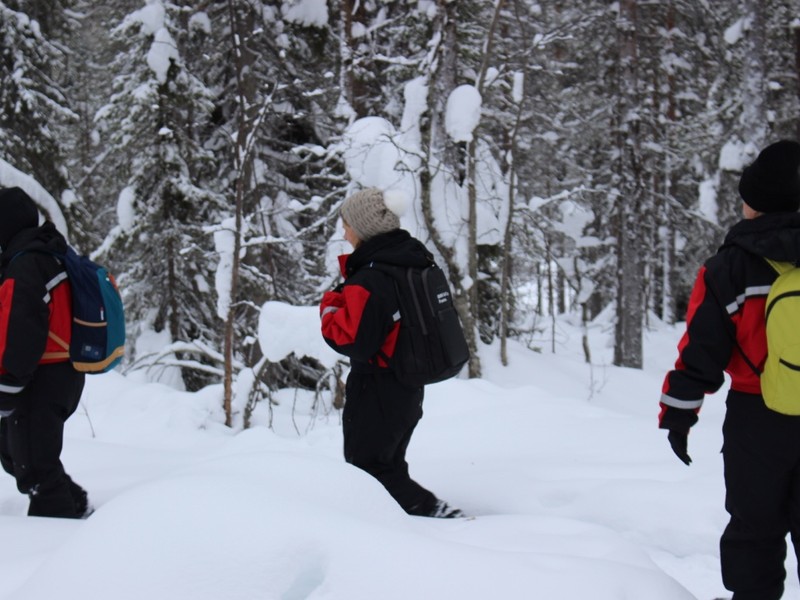Raquettes forêt Laponie