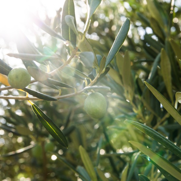 Soleil dans les feuilles d’olivier