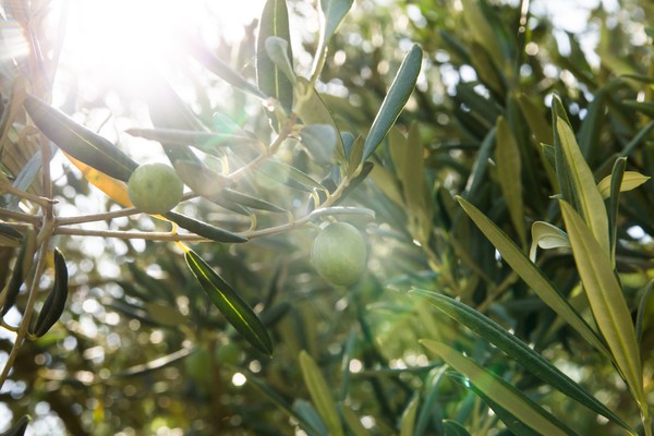 olives vertes sur leur branche et leurs feuilles d’olivier