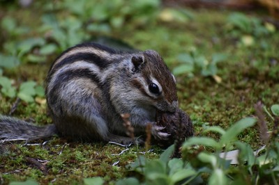 ardilla listada comiendo una nuez