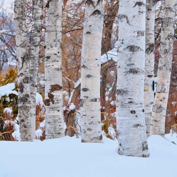 several birch trees in the snow