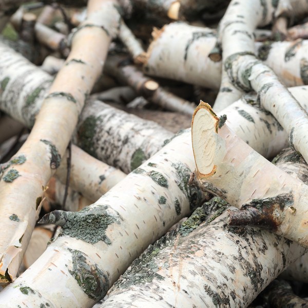 various cut birch trunks