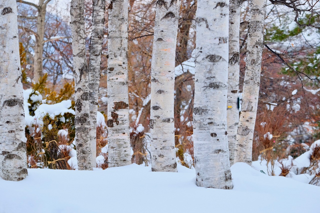 white birch trunk in the snow