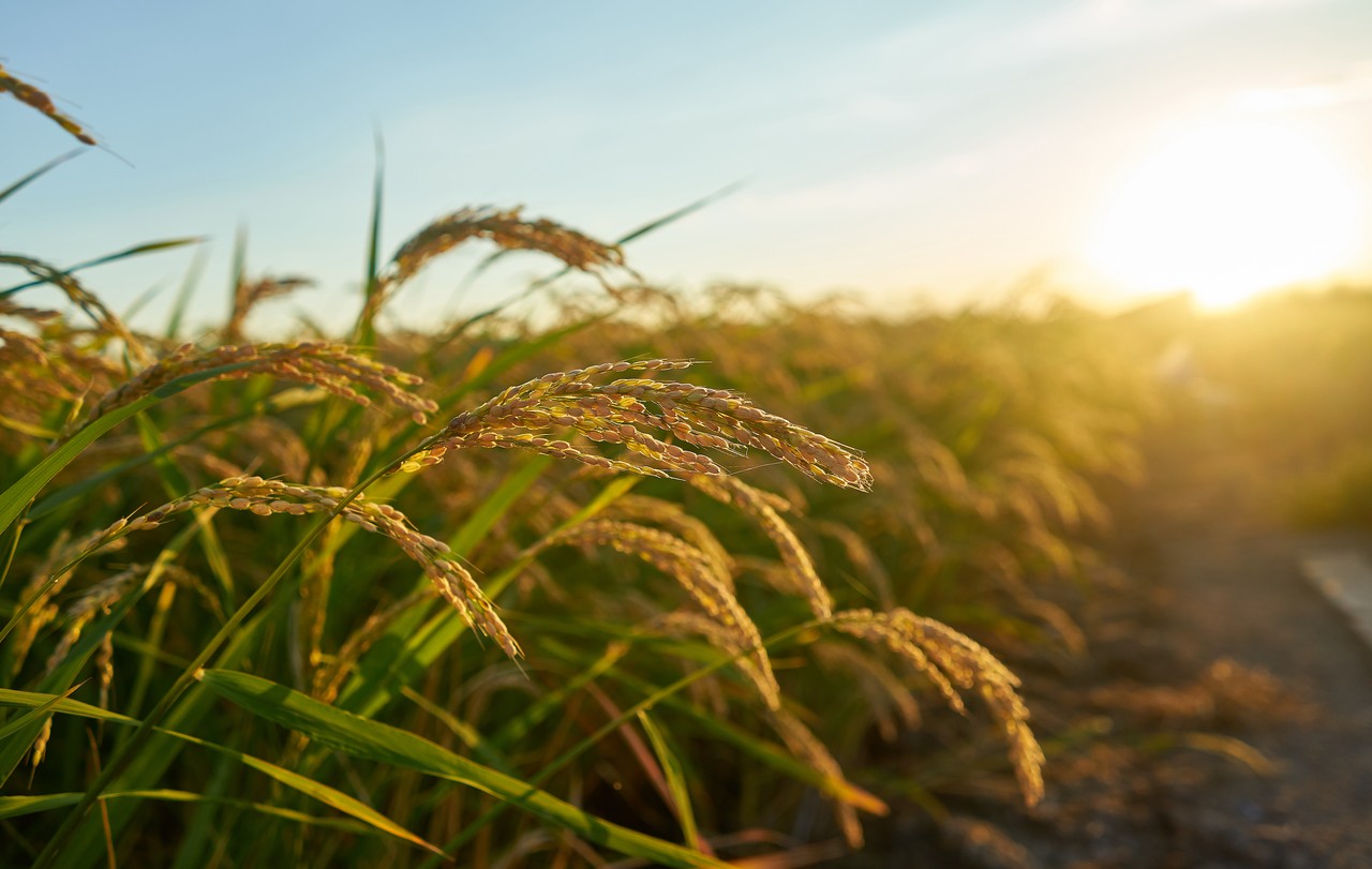 wheat field