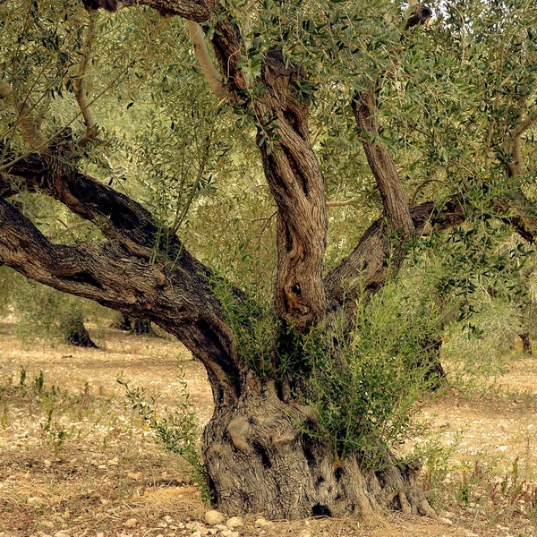 vecchio ulivo
