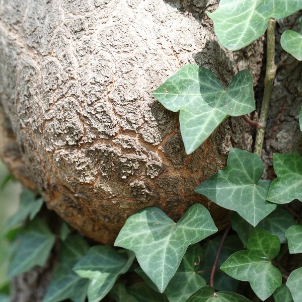 burl wood and ivy