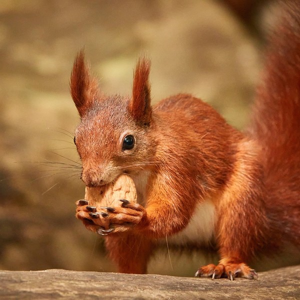 ardilla comiendo una nuez en una rama de nogal