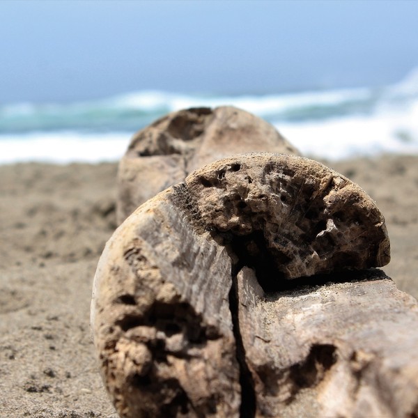 Close-up of a driftwood branch on the beach